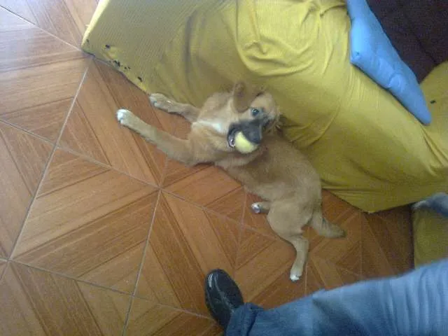 Cachorro ra a srd-vira-lata idade 7 a 11 meses nome Sasha