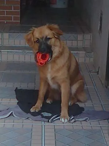 Cachorro ra a srd-vira-lata idade 7 a 11 meses nome Sasha
