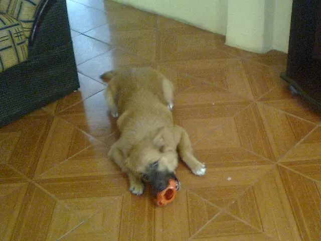 Cachorro ra a srd-vira-lata idade 7 a 11 meses nome Sasha