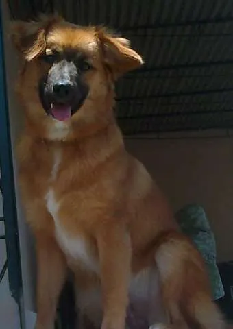Cachorro ra a srd-vira-lata idade 7 a 11 meses nome Sasha