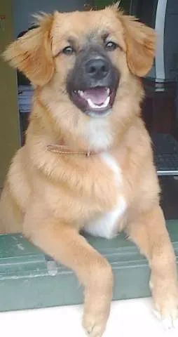 Cachorro ra a srd-vira-lata idade 7 a 11 meses nome Sasha