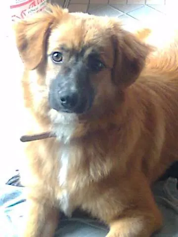 Cachorro ra a srd-vira-lata idade 7 a 11 meses nome Sasha