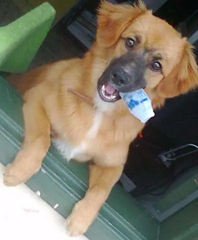 Cachorro ra a srd-vira-lata idade 7 a 11 meses nome Sasha