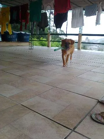 Cachorro ra a srd-vira-lata idade 7 a 11 meses nome Sasha