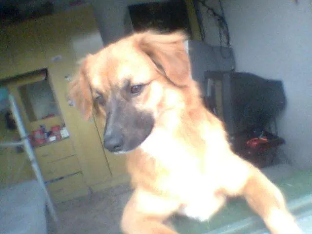 Cachorro ra a srd-vira-lata idade 7 a 11 meses nome Sasha