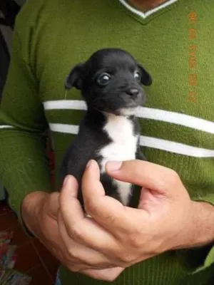Cachorro raça SRD idade Abaixo de 2 meses nome Babies