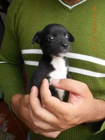 Cachorro ra a SRD idade Abaixo de 2 meses nome Babies
