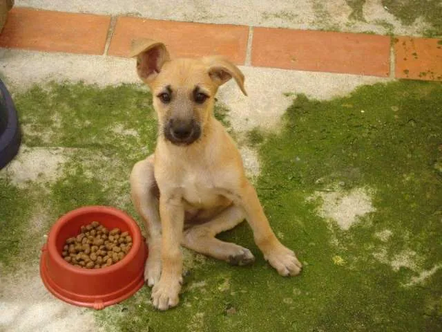 Cachorro ra a SRD idade 2 a 6 meses nome Maria Chiquinha