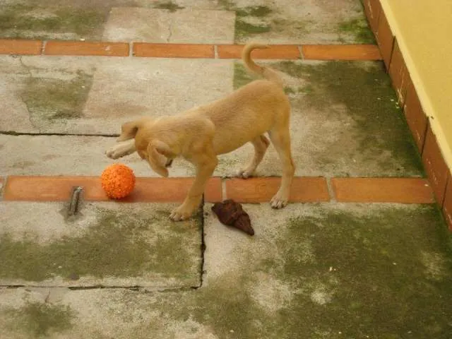 Cachorro ra a SRD idade 2 a 6 meses nome Maria Chiquinha