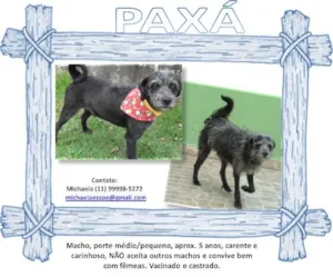 Cachorro raça SRD idade 4 anos nome Paxá