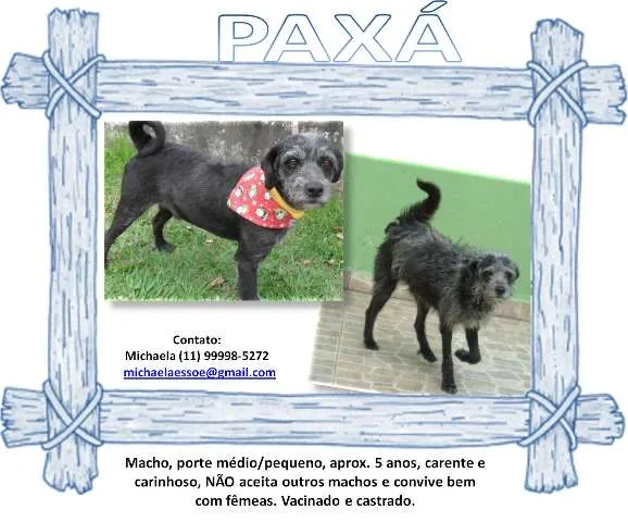 Cachorro ra a SRD idade 4 anos nome Paxá