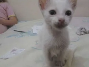 Gato raça desconhecida idade 2 a 6 meses nome Miau
