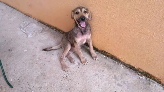 Cachorro ra a VIRA-LATA idade 1 ano nome PIT