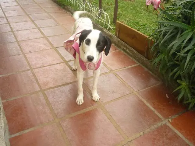 Cachorro ra a SRD idade 1 ano nome FILÓ GRATIFICA