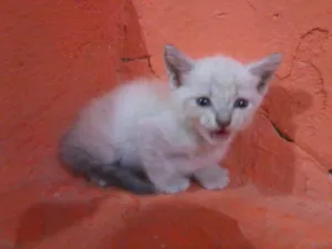 Gato raça pelo  curto brasileiro idade Abaixo de 2 meses nome neve