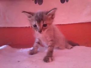 Gato raça pelo curto  brasileiro idade Abaixo de 2 meses nome zoinho