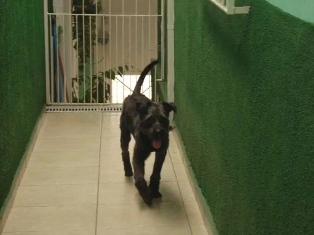 Cachorro ra a SRD idade 3 anos nome Joe