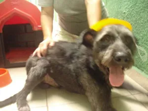 Cachorro raça SRD idade 3 anos nome Joe