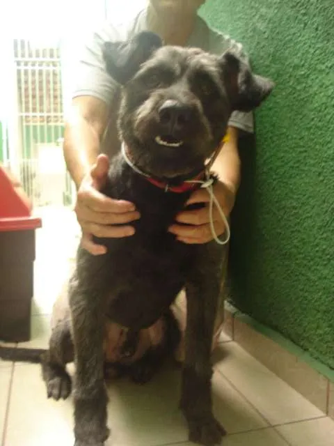Cachorro ra a SRD idade 3 anos nome Joe