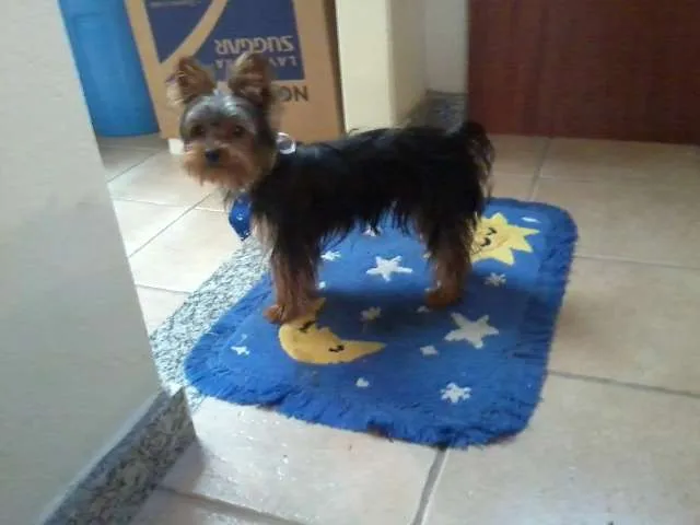 Cachorro ra a Yorkshire idade 1 ano nome BARBA GRATIFICA