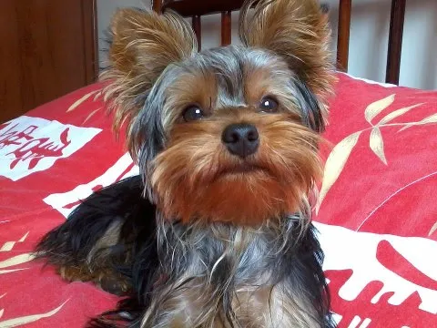 Cachorro ra a Yorkshire idade 1 ano nome BARBA GRATIFICA