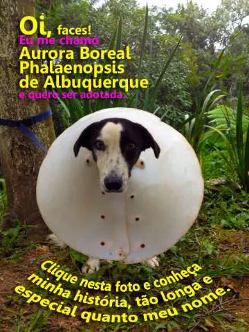 Cachorro ra a Vira-lata idade 1 ano nome Aurora