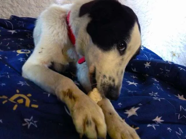 Cachorro ra a Vira-lata idade 1 ano nome Aurora