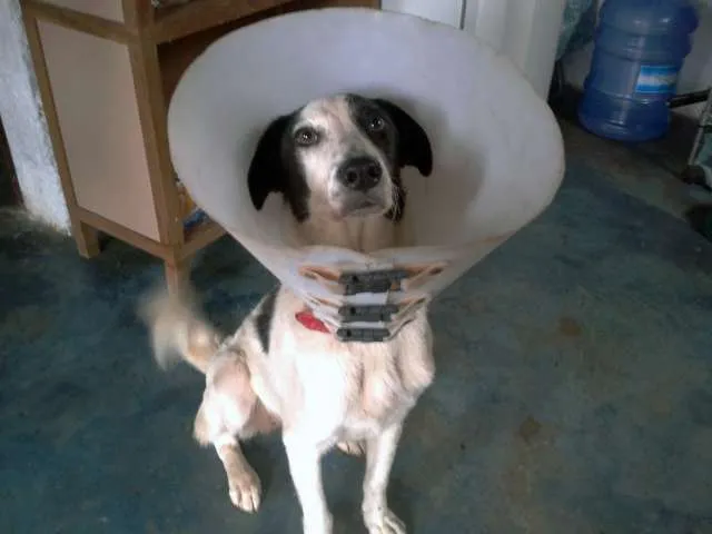 Cachorro ra a Vira-lata idade 1 ano nome Aurora