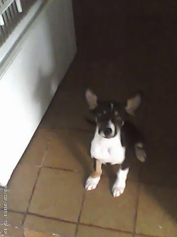 Cachorro raça SRD idade 2 a 6 meses nome ELVIS