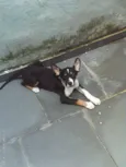 ELVIS