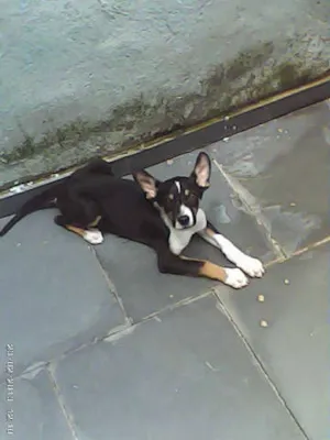 Cachorro raça SRD idade 2 a 6 meses nome ELVIS