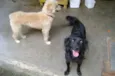 Pipoca e Artur