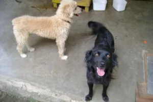 Cachorro raça SRD idade 1 ano nome Pipoca e Artur
