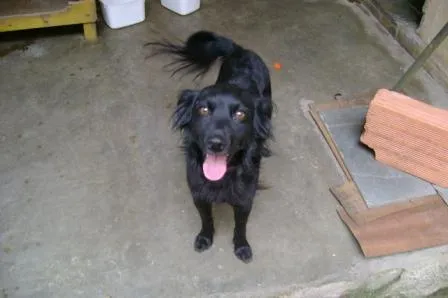 Cachorro raça SRD idade 1 ano nome Pipoca e Artur
