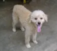 Pipoca e Artur