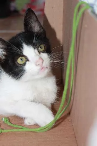 Gato ra a Indefinida idade 2 a 6 meses nome Zeca