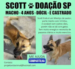 Cachorro raça Mix de Pastor Alemão idade 4 anos nome Scott