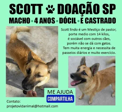 Cachorro ra a Mix de Pastor Alemão idade 4 anos nome Scott