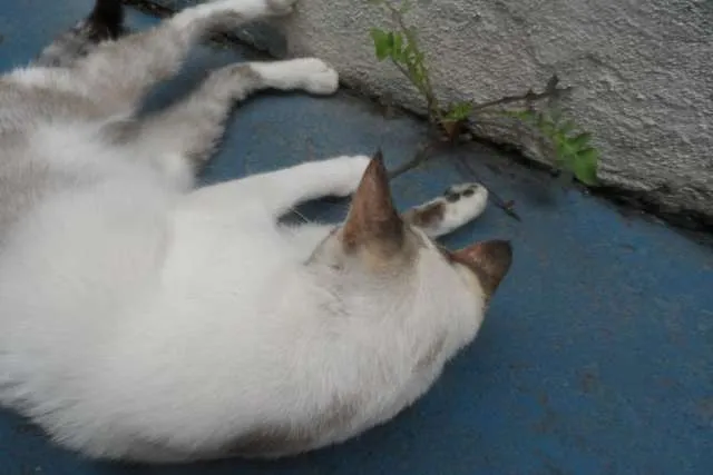 Gato ra a  idade 1 ano nome Linda