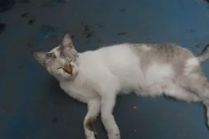 Gato raça  idade 1 ano nome Linda