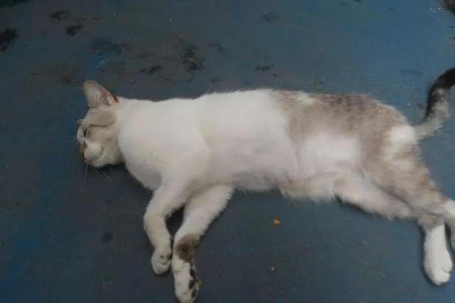 Gato ra a  idade 1 ano nome Linda