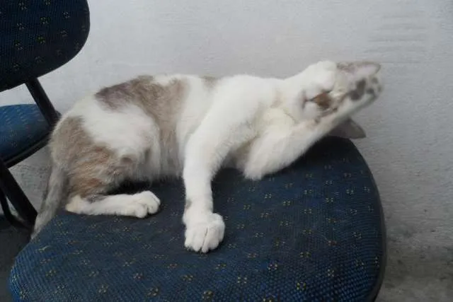 Gato ra a  idade 1 ano nome Linda