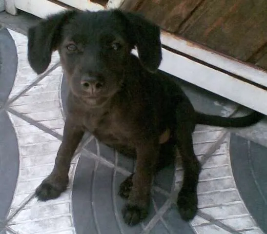 Cachorro ra a SRD idade 2 a 6 meses nome Preta