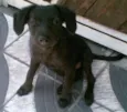 Preta