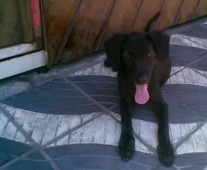 Cachorro raça SRD idade 2 a 6 meses nome Preta