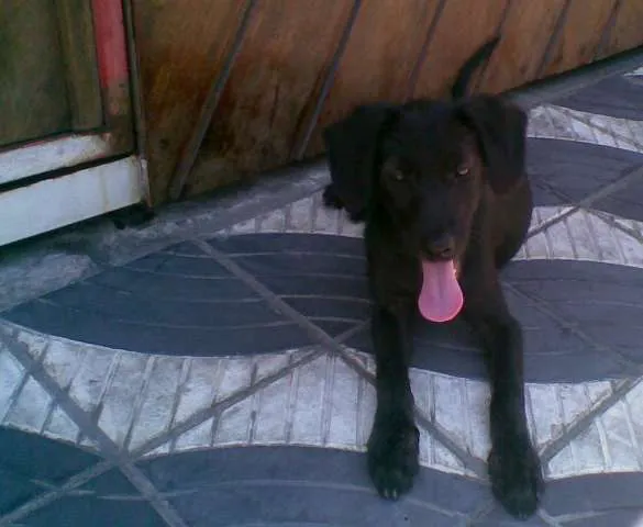 Cachorro ra a SRD idade 2 a 6 meses nome Preta