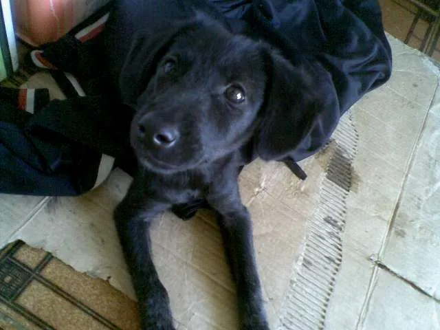 Cachorro ra a SRD idade 2 a 6 meses nome Preta