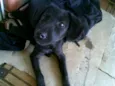Preta