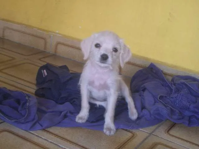 Cachorro ra a SRD idade 2 a 6 meses nome sem nome