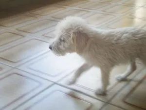 Cachorro raça SRD idade 2 a 6 meses nome sem nome